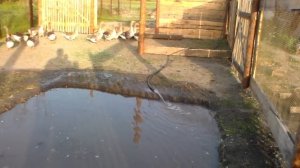 Постройка гусятника,начало.Construction of the gusatnik, the beginning.