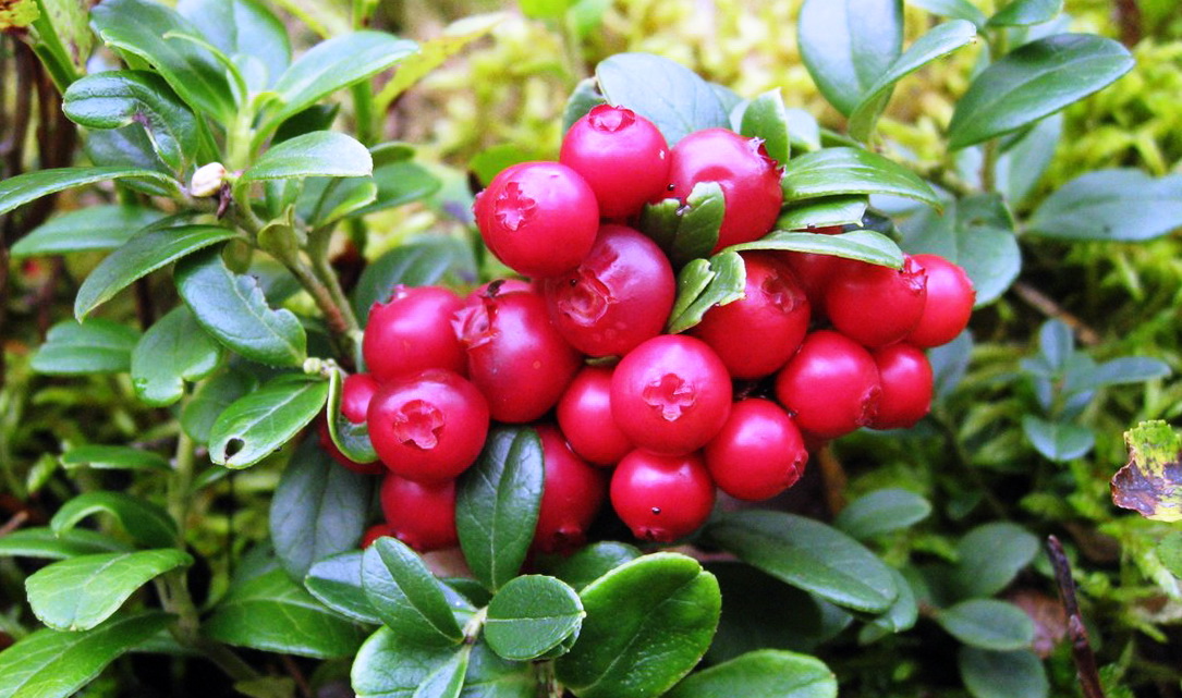 Река Щугор 2023 г. (3 серия) смотреть онлайн