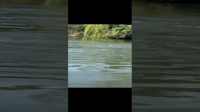 река Квай. Наш отдых в Тайланде. декабрь 2023 г. смотреть онлайн