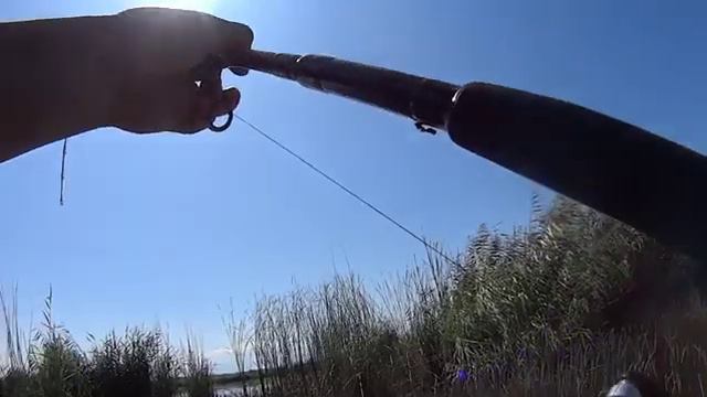 Ловля змееголова смотреть онлайн