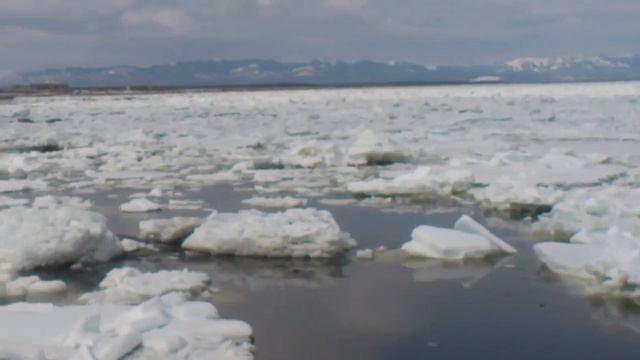Касатки во льдах смотреть онлайн