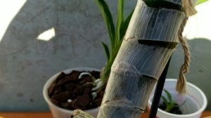 Орхидеи МОРКОВКИ уход. Как правильно посадить орхидею катасетум.Грунт для катасетума.