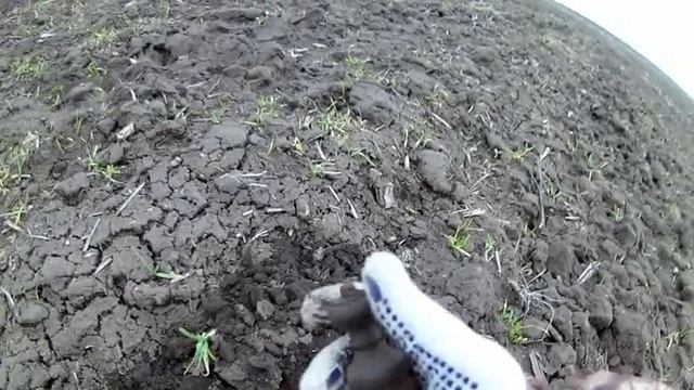 Коп 2017 с металлоискателем и ласковый пес. Search with a metal detector and affectionate dog смотреть онлайн