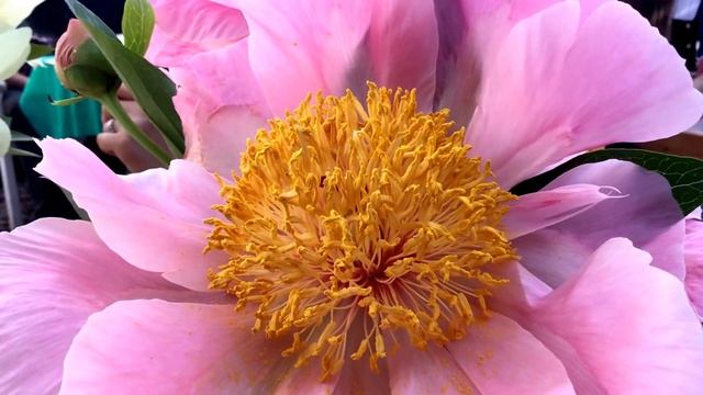 Пионы и ирисы 2017 смотреть онлайн