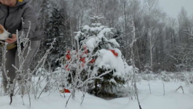 Игры с собаками / Робин наряжает елочку НГ 2021/22 / мой монтаж видео смотреть онлайн