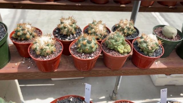 Rarest Cacti And Euphorbia At This Shop!