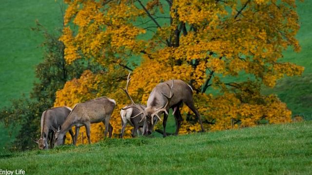 Healing Music To Relieve Stress, Fatigue And Depression, Release Negative Emotions#100