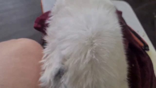 Беляша. На свободу с чистой шерстью. смотреть онлайн