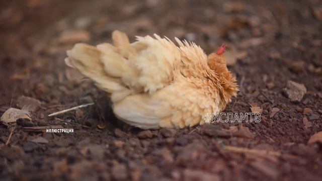 СЛОВА ПРОРОКА ВСЕГДА ПРАВДА! НАУЧНЫЕ СЕКРЕТЫ КУРИНЫХ ГЛАЗ ДОКАЗАННЫЕ НАУКОЙ!ПОЧЕМУ ИМЕННО ПЕТУХ? смотреть онлайн