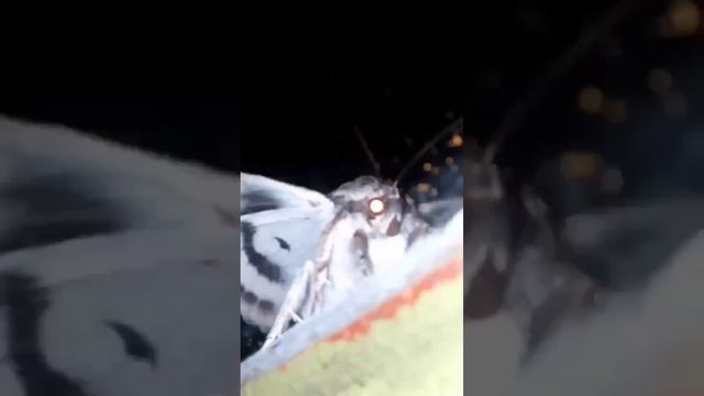 Это #бабочка или #моль смотреть онлайн