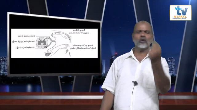 மின்னலின் கல்விக்கூடம் - G.C.E. O/L Science - நரம்புத் தொகுதி - By : Mr.M.M.Yaseen (ISA) смотреть онлайн
