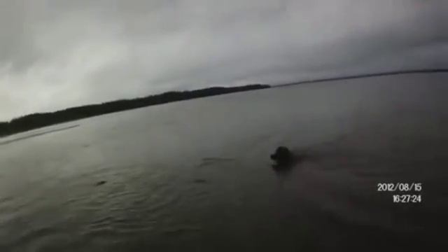 Cпаниель рыболов (охотник и в воде охотник) Смотреть всем! смотреть онлайн