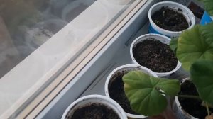 Огурец Нежинский