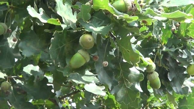 Полезные желуди о которых забыли современные люди. смотреть онлайн