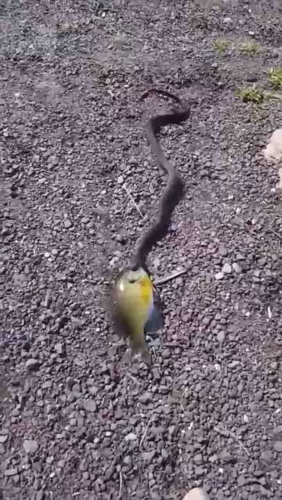 Малыш поймал змею смотреть онлайн