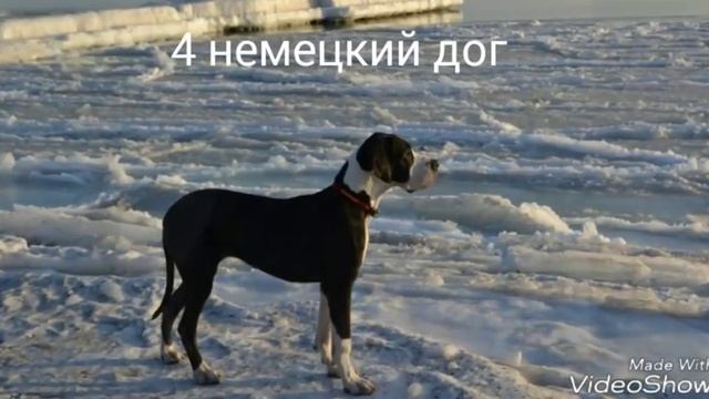 ТОП 7 САМЫХ СИЛЬНЫХ СОБАК КОТОРЫМ НЕ ПОМОЖЕТ НАМОРДНИК смотреть онлайн