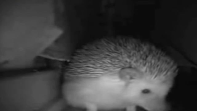 ежик чихнул смотреть онлайн