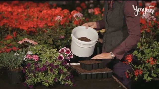 РАСТЕНИЯ КОТОРЫЕ УКРАСЯТ ПЕРГОЛЫ И СТЕНЫ ДОМОВ смотреть онлайн