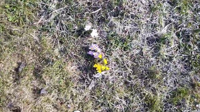 #дача #первыевесенниецветы Расцвели первые весенние цветы. смотреть онлайн