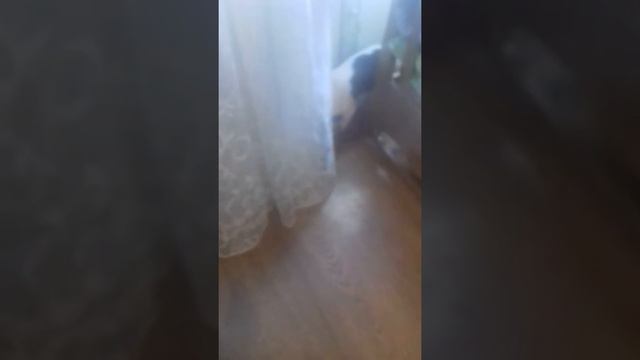 ОЧЕНЬ ВРЕДНАЯ СОБАКА ДЖЕССИ!!! смотреть онлайн