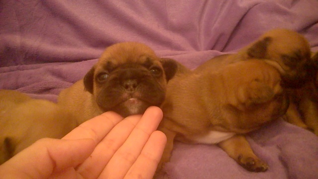 красные щенки от леонида