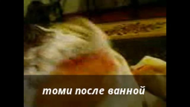 моя кошка после ванной часть 2 смотреть онлайн
