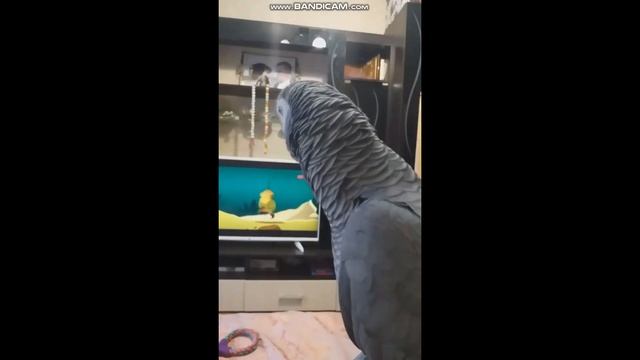 ГОВОРЯЩИЙ ПОПУГАЙ ЖАКО ХАРИТОША /ЧУДО ЧУДЕСНОЕ смотреть онлайн