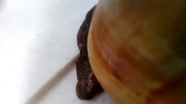 Как отличить АХАТИНУ от АРХАХАТИНЫ | Рожки - улитки ахатины и архахатины смотреть онлайн