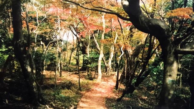 (V.seo.Y) OLYMPUS 35RC FILM CAMERA смотреть онлайн