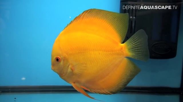 Discus Fish Classification: Solid Red and Solid discus (groups G and H) - Aquatics Live 2012, pt.15 смотреть онлайн