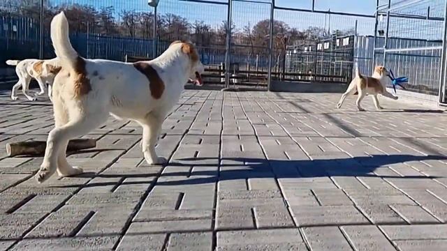 веселые Алабайчики - Варта, Варуна и Варада 7.07.23 г.р. смотреть онлайн