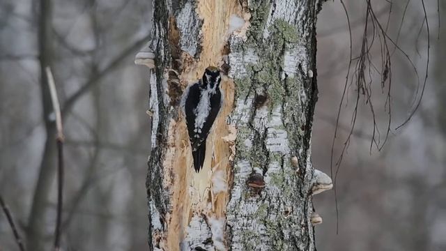 Трёхпалый дятел - зря на Юг не летает. The three-toed woodpecker does not fly to the south in vain. смотреть онлайн
