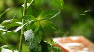 Матрица Гаряева - Исцеление мышц, костей, сосудов (часть - 1)