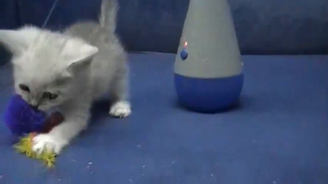 Британский котенок Анно Домини Романтик Из Сказки.flv смотреть онлайн