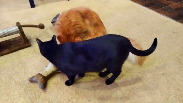 Мейн кун Степа и кот Тихон. Возвращение игрушки из детства смотреть онлайн