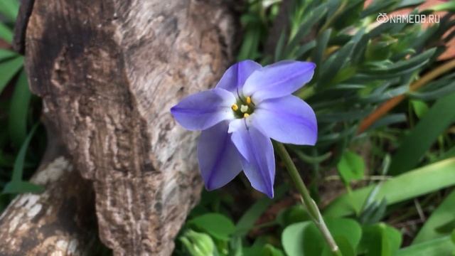 Им повезет в любви в 2023 году: Топ 3 знаков Зодиака смотреть онлайн