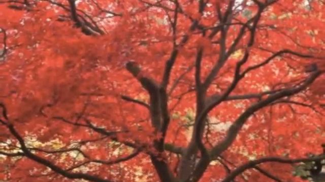 Parrotia persica Persian Parrotia, ironwood смотреть онлайн