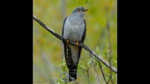 Животные Крыма