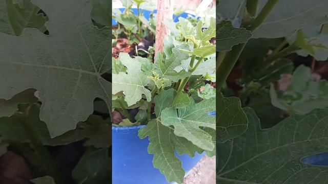 Fig in containers 🌳 смотреть онлайн