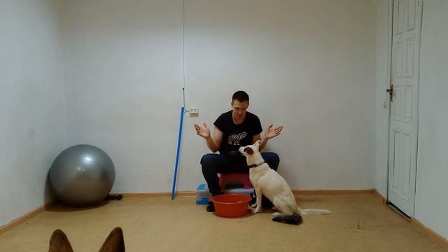 Дрессировка собак Как дрессировать собаку Трюки с собакой Воспитание собаки Чем заниматься с собако смотреть онлайн