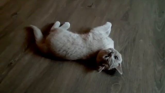 Милая лапочка! Британский котенок лилового окраса Impressible Niashka Kis. смотреть онлайн