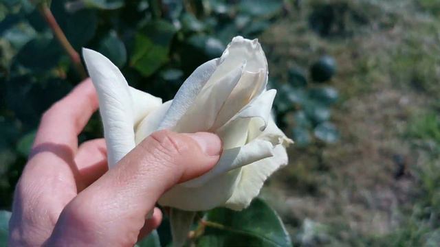 SHIRAKAWA ROSE plant by Keihan Engei 1995 Japan バラ 白川 смотреть онлайн