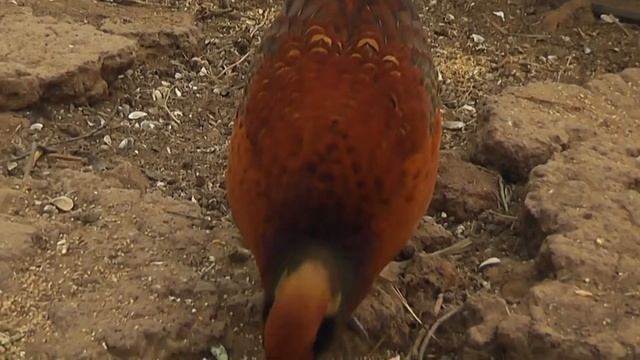 Межвидовые гибриды золотого и охотничьего фазанов. смотреть онлайн