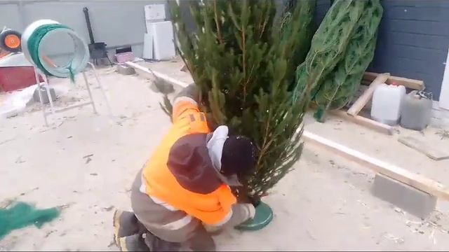 Распоковка и установка ёлки в подставку на новый год.