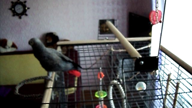 ПОПУГАЙ ЖАКО