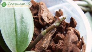 Орхидея фаленопсис – выращивание и размножение, болезни и вредители