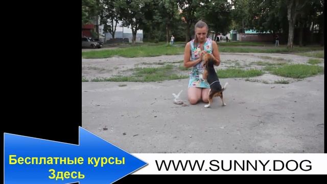 Почему собака убегает? Что необходимо сделать, чтобы собака от вас не убегала? смотреть онлайн