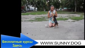 Почему собака убегает? Что необходимо сделать, чтобы собака от вас не убегала?