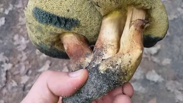 Польские грибы! 6 километров в поисках такого красавца смотреть онлайн