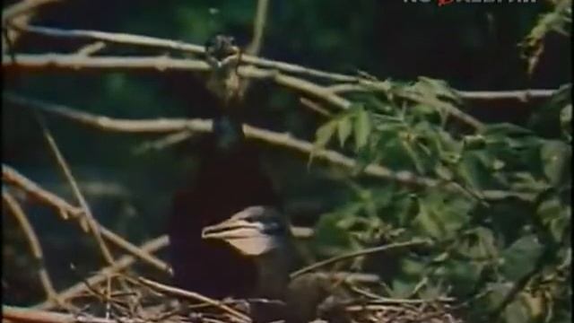 Спокойной ночи малыши - нарисованные зоопарк смотреть онлайн